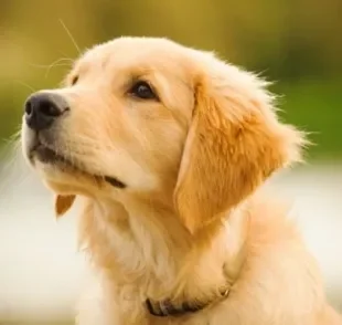 O Golden Retriever filhote é um excelente companheiro, mas requer alguns cuidados na fase inicial