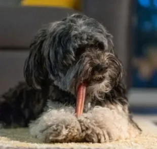 O intestino do cachorro está diretamente ligado com a alimentação e absorção de nutrientes