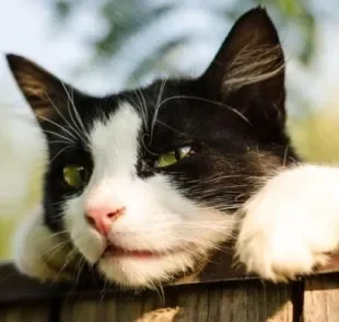  Rollercat é mais eficaz que a garrafa pet no quesito cerca anti fuga para gatos
