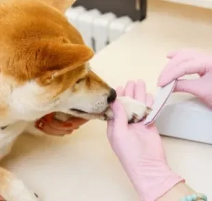 A lixa de unha para cachorro ajuda a aparar as garras do animal