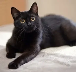 Os nomes para gatos pretos podem refletir a cor da pelagem do animal