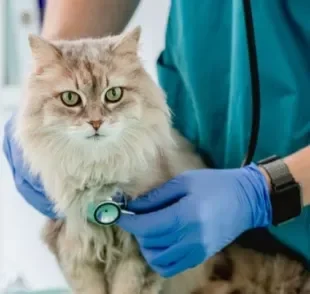 Para ir ao veterinário, gato precisa se acostumar com o processo e frequentar sempre o mesmo especialista