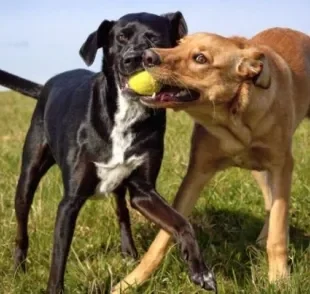 Adotar cachorro vira-lata é sempre surpreendente, pois existem diferentes tipos de SRD variados por aí