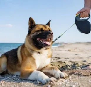  Passear com cachorro em qual horário no verão e quais os passeios mais indicados? Descubra a resposta 