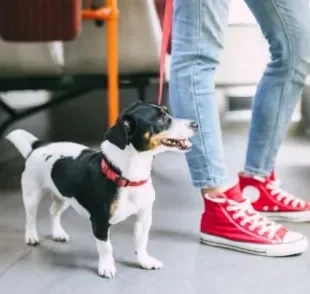Como andar com cachorro no ônibus? Projeto de lei pode mudar a maneira de se andar com pets no DF
