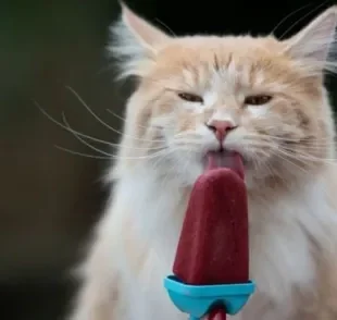 O picolé de gato feito com sachê ou frango desfiado é adorado pelos bichanos, principalmente no calor