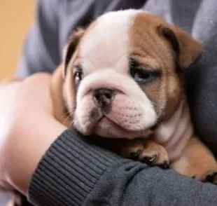  Pegar cachorro no colo faz mal pois muitos não sabem a maneira correta de fazer isso