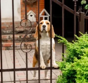 O cachorro fugindo pelo portão de casa pode ter diferentes motivações