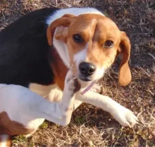  Carrapato em cachorro se espalha mais no verão e afeta a saúde do animal
