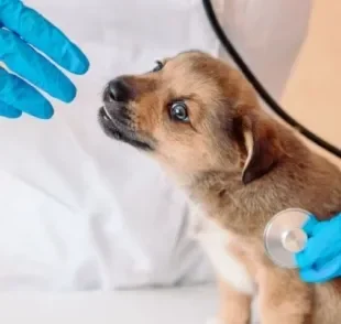 O cachorro de rua resgatado precisa realizar alguns exames para avaliar sua saúde