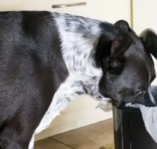  Lixeira a prova de cachorro não é a única maneira de como afastar cachorros do lixo 