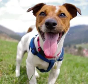  De áries a peixes, saiba o que esse ano tem para o signo dos cachorros!
