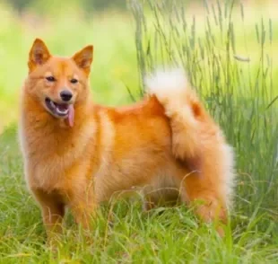 O Spitz Finlandês é um cachorro que parece uma raposa de porte médio e pelos avermelhados