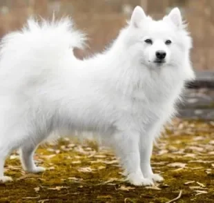 O Spitz Japonês é chamado de Mini Samoieda porque sua aparência lembra bastante a dessa raça