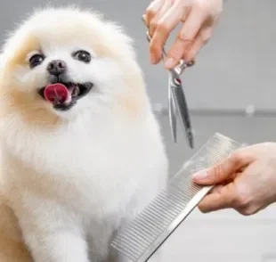  Algumas raças de cachorro devem ficar longe de um pet shop bem avaliado para tosar no calor!