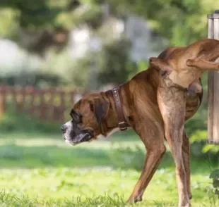 O xixi de cachorro pode revelar muitas coisas sobre a saúde do animal