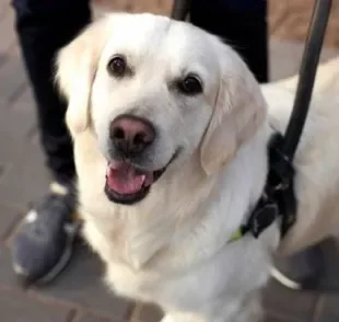  Existem diversas regras e documentações para que um cão guia possa guiá-lo no dia a dia 