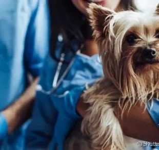 Veja a lista com 10 questões de saúde que exigem rapidez na busca por cuidados veterinários.
