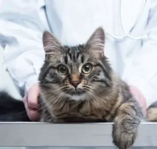  Gato picado por abelha, gato engasgado e gato envenenado são algumas emergências felinas 