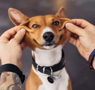  Saber como ensinar o cachorro a dar a pata pode ser simples 