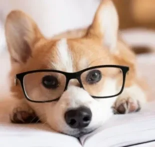 O óculos para cachorro deixa o pet bem estiloso, mas sua função vai muito além da estética