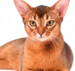  O gato Abissínio é um felino de personalidade dócil e muito cativante 
