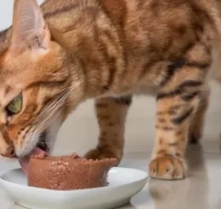 Fazer um patê caseiro para gatos é uma ótima maneira de mimar o seu bichano