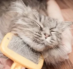 Investir em uma boa escova para tirar pelo de gato evita a formação de nós