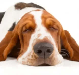 O Basset Hound é um cachorro de porte médio com qualidades únicas