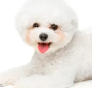 O Bichon Frisé lembra bastante um ursinho e tem uma personalidade encantadora