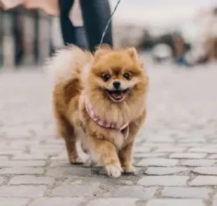  Lulu da Pomerânia e Cocker Spaniel estão entre as raças de cachorro caramelo
