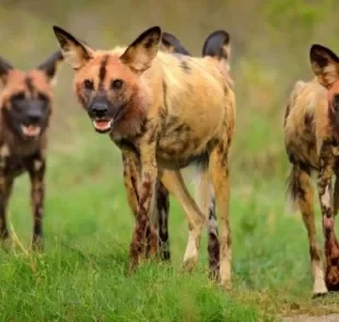 O Mabeco é um cachorro selvagem sociável que vive em bando e toma as decisões por meio de votos