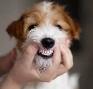  Afinal, cachorro rangendo os dentes é normal?