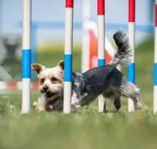  Durante a prática do agility, cachorro passa por diversas atividades que podem ajudar em casa de ansiedade.

