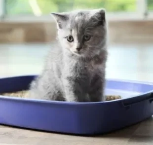 A caixa de areia para gatos - com peneira ou sem - precisa atender às necessidades do seu bichano 