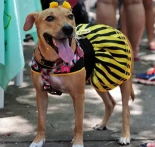 Carnaval pet: cão e tutor podem aproveitar a folia juntos!