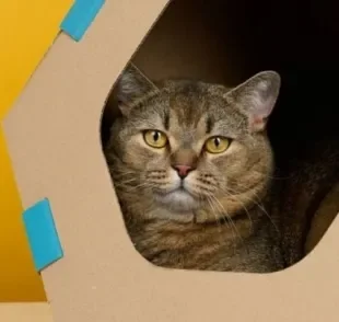  Aprender como fazer casinha de papelão para gato é prático e fácil