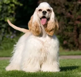 O Cocker Spaniel Americano é um cachorro de porte médio famoso pelas orelhas compridas