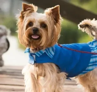  Saber como fazer roupa de cachorro permite que o seu pet esteja sempre protegido e estiloso 