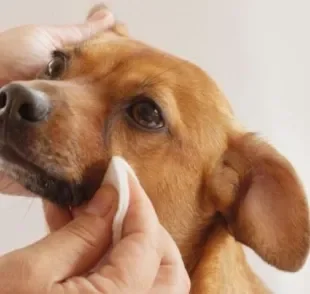  Aprender como limpar olho de cachorro é muito útil para remover secreções 
