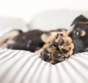 Um bom hidratante para patas de cachorro pode ser facilmente encontrado em pet shops