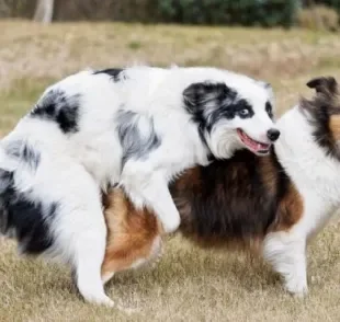 Cruzamento de cachorros parecidos - que não sejam da mesma família - é o mais indicado.
