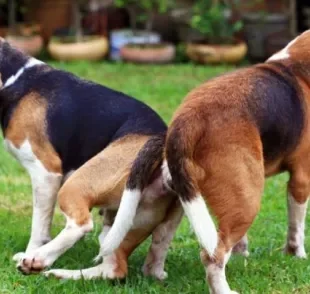 Existem algumas explicações do porquê os cachorros ficam grudados depois de cruzarem