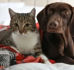 Para evitar queimadura em cachorro e gato, é importante saber como agir durante um incêndio