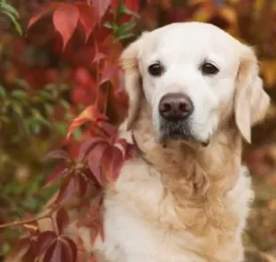  A displasia coxofemoral em cães é mais comum do que se imagina, principalmente em raças maiores