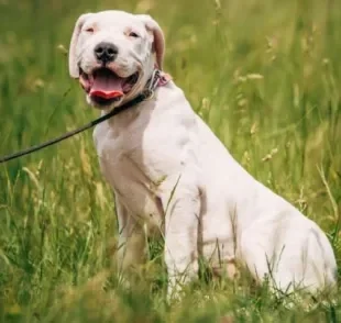 O Dogo Argentino é um cachorro carinhoso, protetor e muito fiel