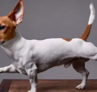  A anatomia do cachorro tem particularidades muito interessantes.