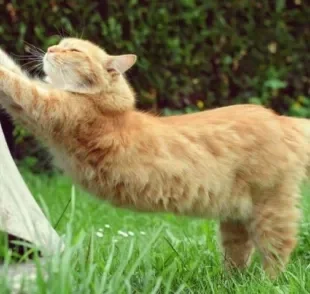  Esqueleto de gato é escondido por uma densa pelagem que encobre mais de 200 ossos.