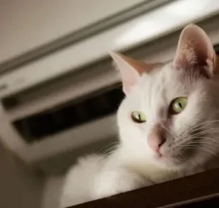 O gato com calor pode se refrescar de diferentes formas, e o ar condicionado é uma delas