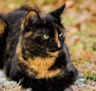 O gato escaminha é aquele que tem a pelagem preta e laranja